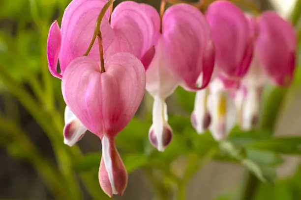 Row of bleeding heart blooms hanging on plant