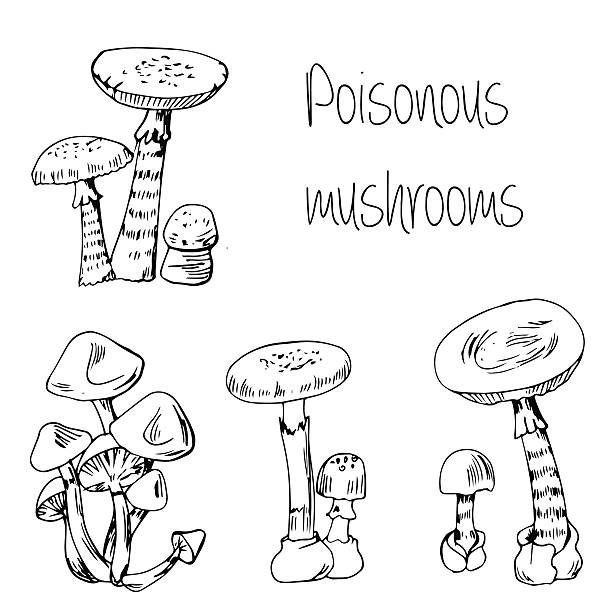 Type of poisonous mushrooms Hand drawn Type of poisonous mushrooms little grebe (tachybaptus ruficollis) stock illustrations