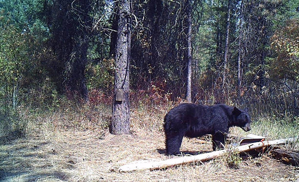 istock Side view of black bear in forest bright sunny day 506135794