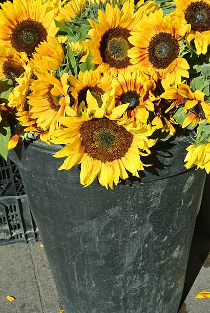 istock Sunflowers on a brillant day 506137458