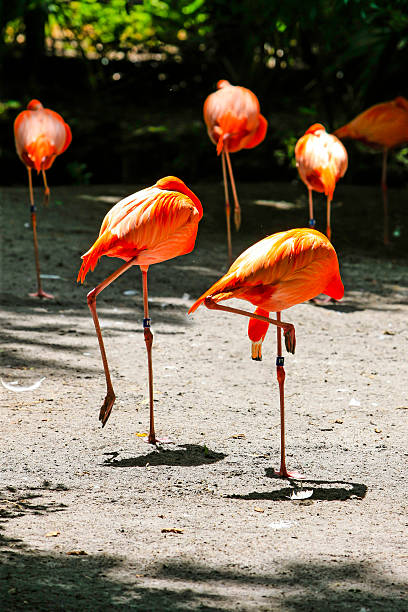 istock American Flamingos 506137570