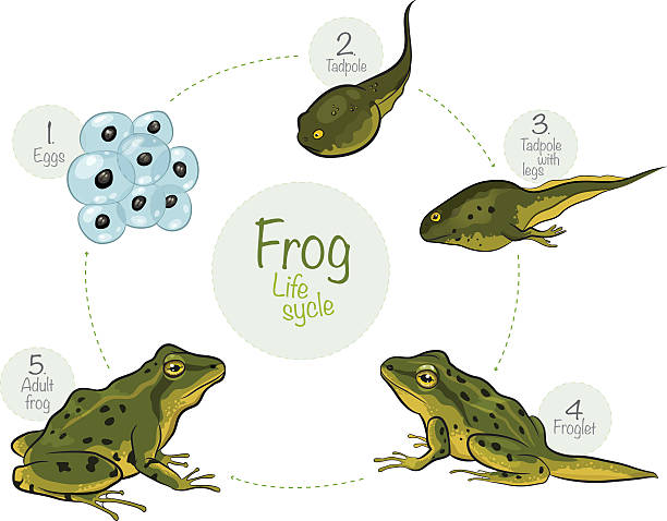 Life cycle of a frog Vector illustration frog stock illustrations