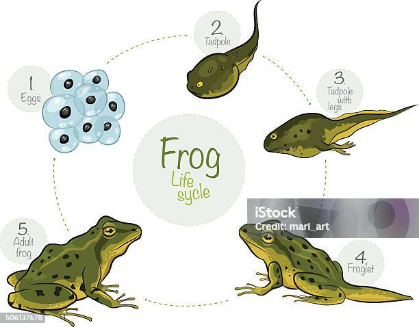 Life Cycle Of A Frog Stock Illustration - Download Image Now - Frog, Life Cycle, Change