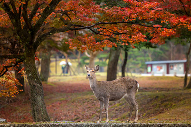 Deer in Nara Park Wild deer roam free in Nara Park. nsra stock pictures, royalty-free photos & images