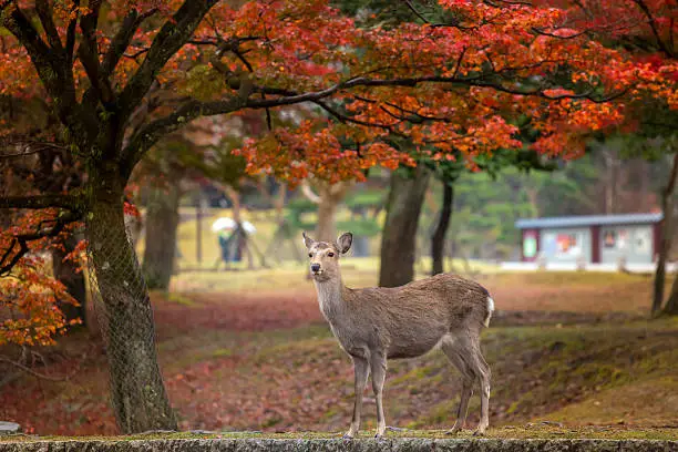 Wild deer roam free in Nara Park.