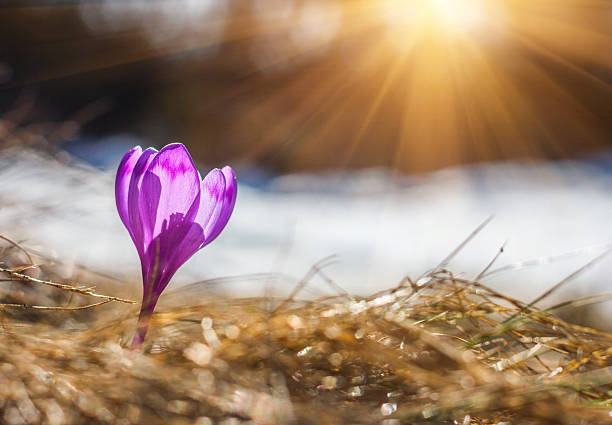 первые весенние цветы крокус. - crocus violet flower purple стоковые фото и изображения