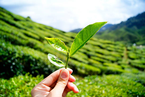 istock Green tea plantations Cameron Highlands in Malaysia 506144012
