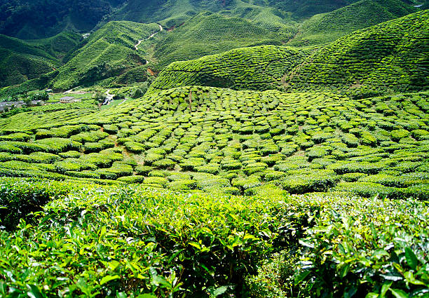 istock Green tea plantations Cameron Highlands in Malaysia 506144138