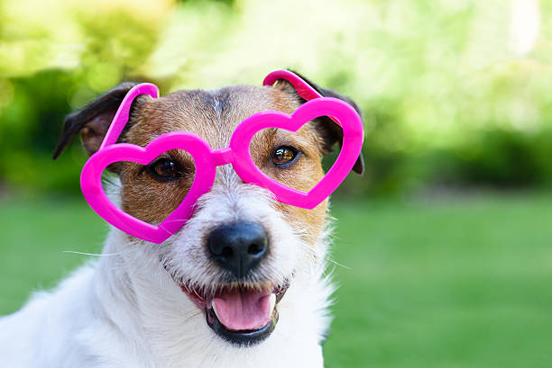 istock Dog with Valentines day look 506145114