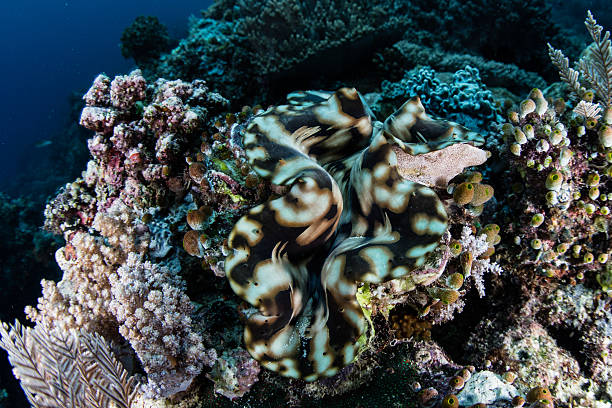 istock Giant Clam and Coral Reef 506146736