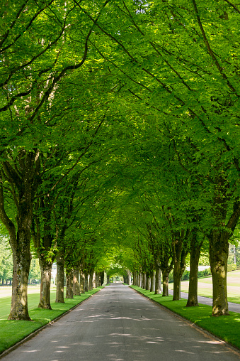 Road inside the Meuse-Argonne American Cemetery and Memorial, located east of the village of Romagne-sous-Montfaucon in the Meuse department in France. The cemetery contains the largest number of American military dead in Europe (14,246), all of whom died in 1918 during World War I.
