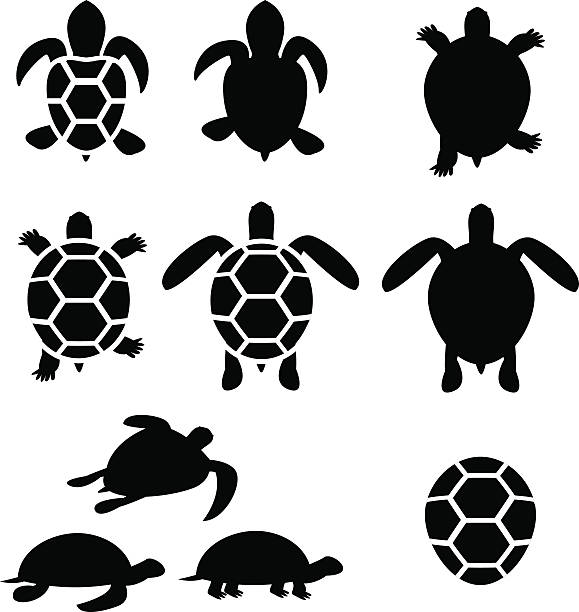 satz von schildkröten und schildpatt-silhouette - landschildkröte stock-grafiken, -clipart, -cartoons und -symbole