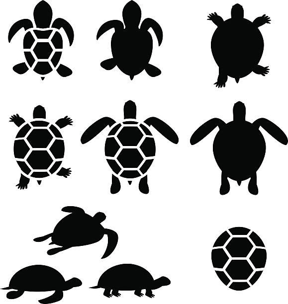 Set of turtle and tortoise silhouette Set of turtle and tortoise silhouette, vector tortoise stock illustrations