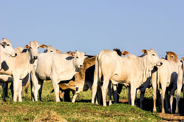 istock Cattle outdoor on a farm 506147586