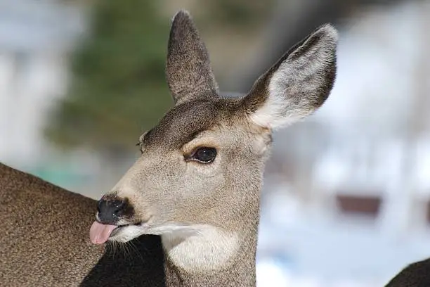 Photo of Mule Deer Female sticking out her tounge