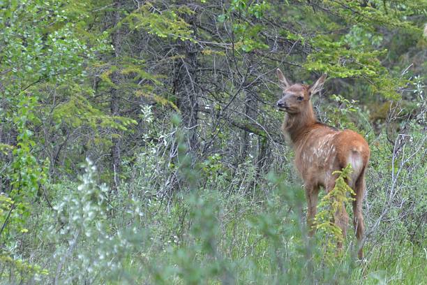 istock Elk (Cervus canadensis) Fawn in the forest 506147778
