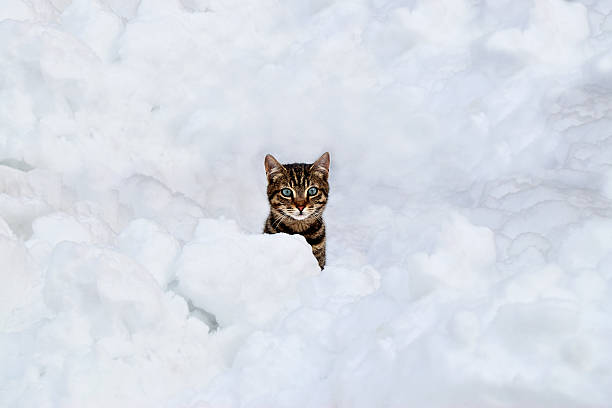 istock The cat hiding under the snow 506148758
