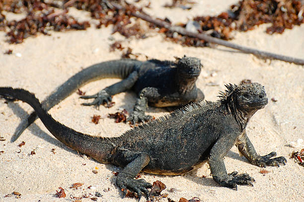 istock Marine Iguanas - Galapagos - Ecuador 506149008