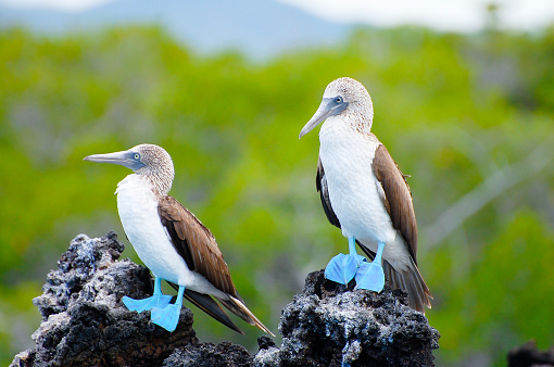 Blue-footed Booby, Sula nebouxii, North Seymour, Galapagos Islands, Ecuador. Displaying. Courting.
