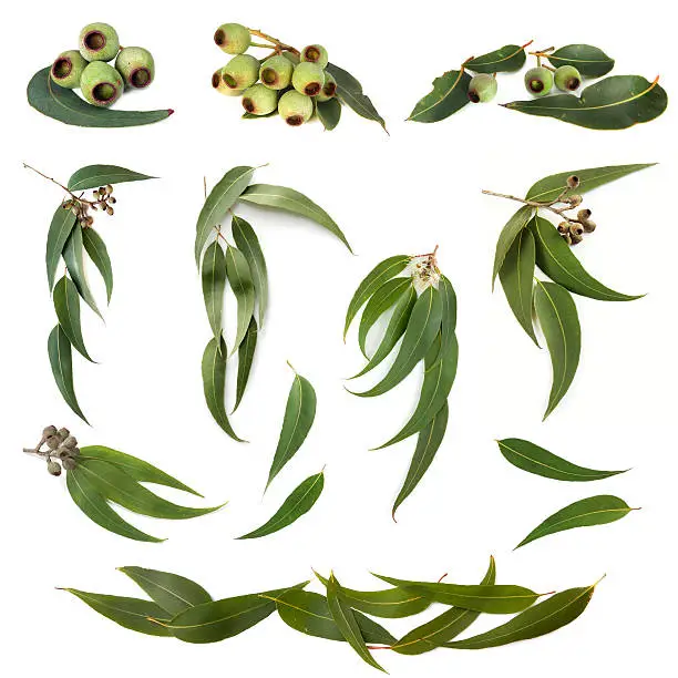 Collection of eucalyptus leaves and gum nuts, isolated on white.