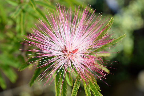 istock Flower of the silk tree 506149710