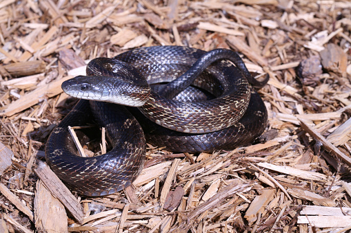 Close-up of a Midland Rat Snake (Pantherophis obsoletus) that was found in a flowerbed. They are also known as: Western ratsnake, Texas ratsnake, chicken  snake, cow snake, barn snake, cow sucker, pilot blacksnake, black ratsnake, black snake, rat snake, ratsnake.