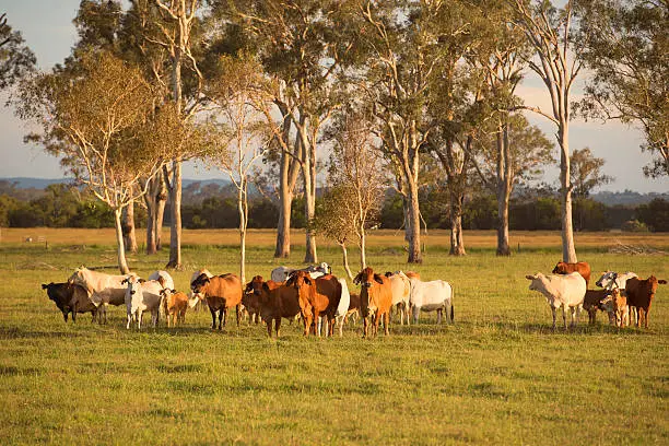 Photo of Country Cows