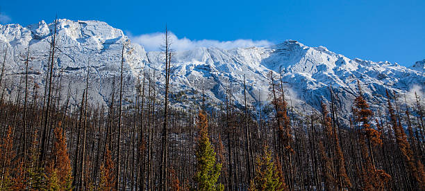 Novo neve cair nas Montanhas Rochosas - foto de acervo