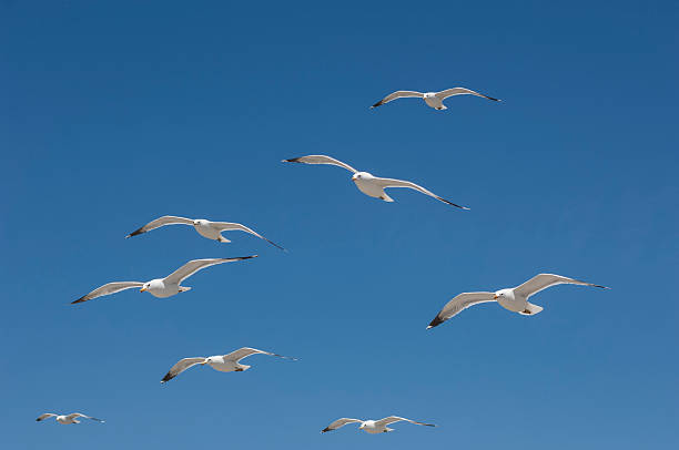 istock California Seagulls Flying Overhead 506151564