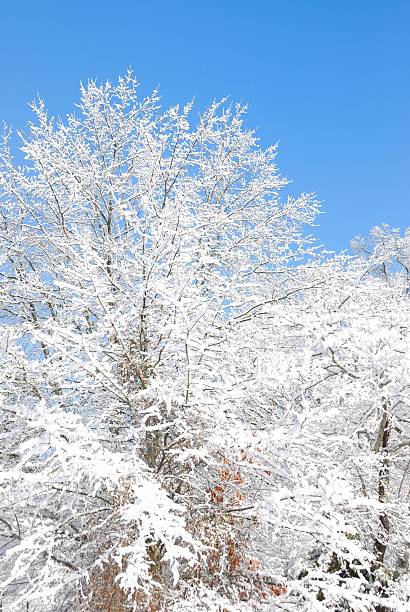 istock Fluffy white snow covers limbs and weighs them down 506151618