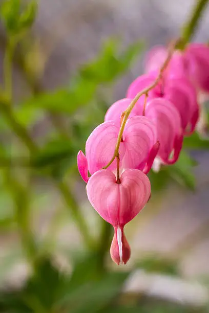 Heart shaped row of bleeding heart blooms hanging on stem