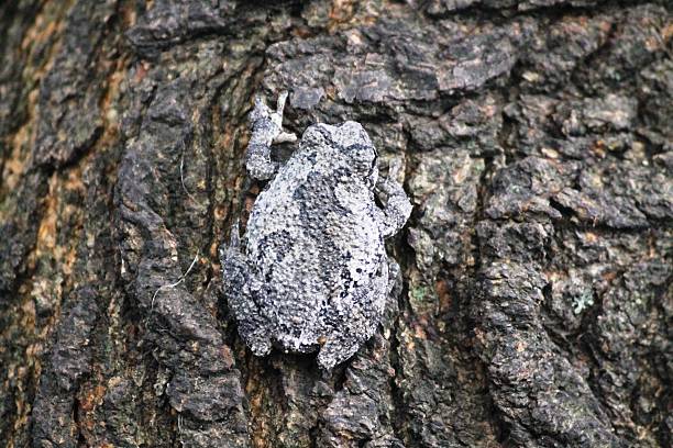 grigio treefrog fonde con albero corteccia. - raganella grigia orientale foto e immagini stock