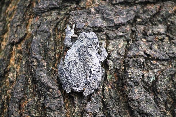 серый treefrog сочетается с tree bark. - camouflage animal frog tree frog стоковые фото и изображения