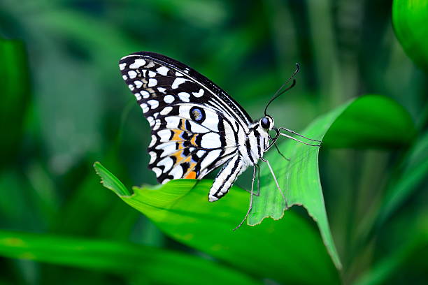 istock butterfly fly in morning nature 506152571