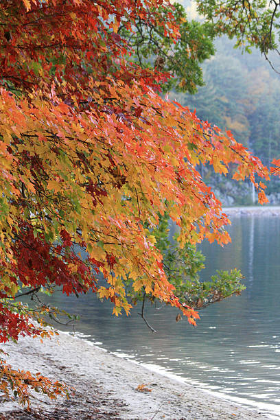 istock Colors of autumn 506153009