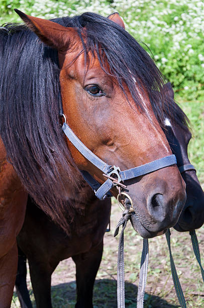 Cavalo de corrida puro sangue - fotografia de stock