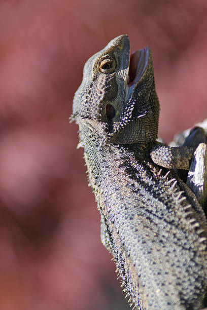 Bearded Dragon Close up of a Bearded Dragon giant bearded dragon stock pictures, royalty-free photos & images