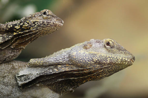 Proud Bearded Dragon Close up of a Bearded Dragon giant bearded dragon stock pictures, royalty-free photos & images