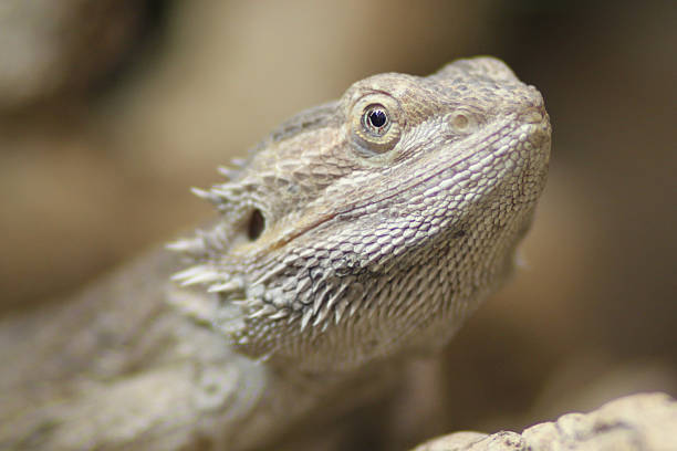 Proud Bearded Dragon Close up of a Bearded Dragon giant bearded dragon stock pictures, royalty-free photos & images
