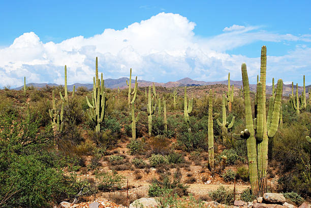 Saguaro Las w Moore's Gulch – zdjęcie