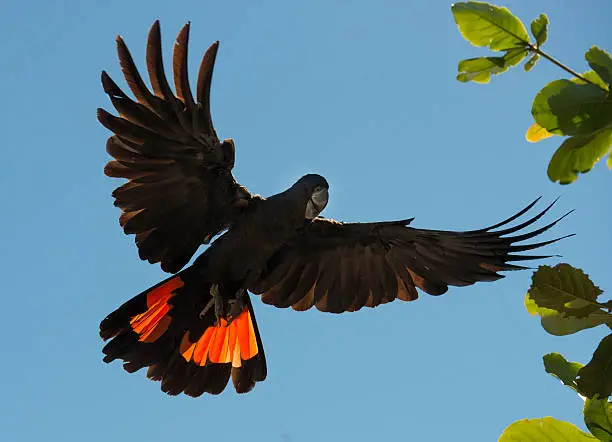 Red tailed black cockatoos in flight.