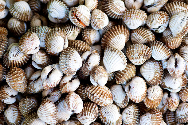 istock Raw Clams in the market 506154227