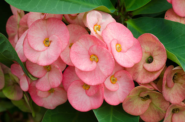 istock Crown of thorns 506154535