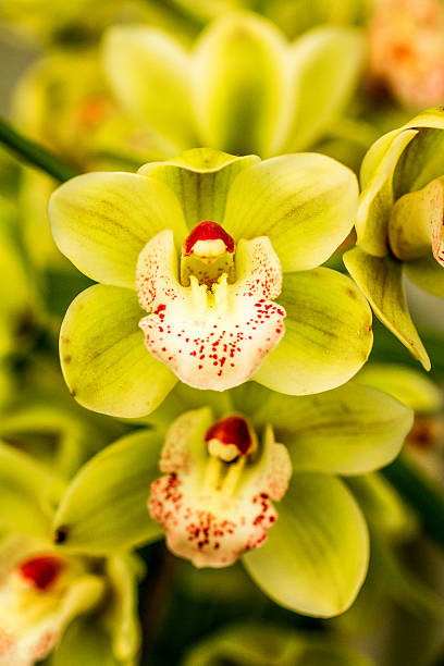 istock Tropical Orchid Flower Blossoms 506154707
