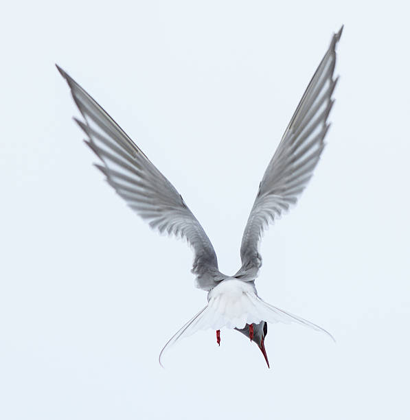 북극제비갈매기 - tern bird arctic tern nature 뉴스 사진 이미지