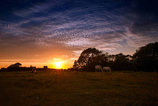 istock Four backlit horses grazing on hill at sunset 506154879