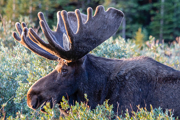 istock Large Bull Moose in Summer Velvet 506155063
