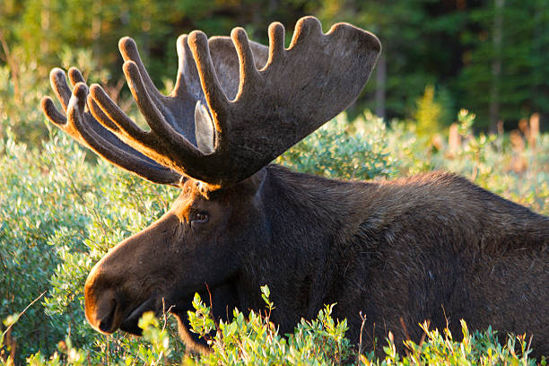 istock Large Bull Moose in Summer Velvet 506155431
