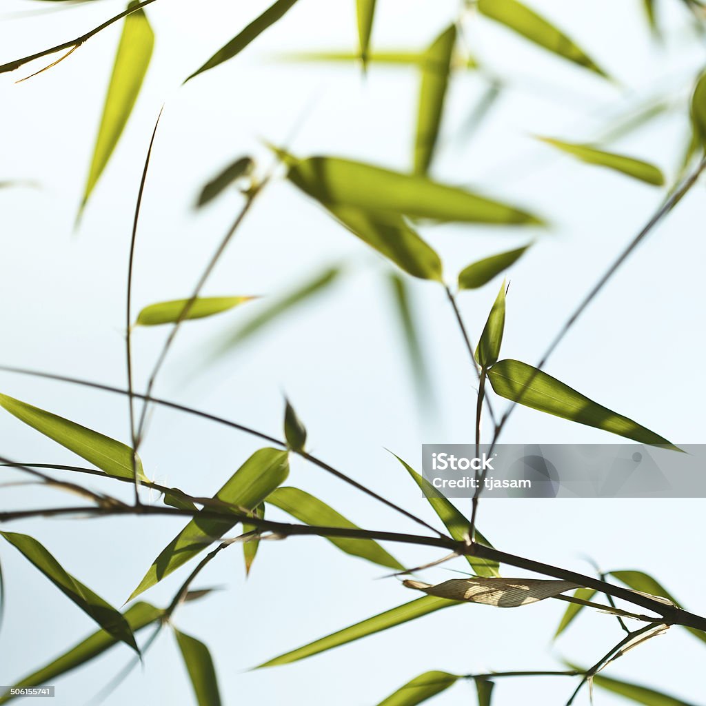 Folhas de bambu - Foto de stock de Bambu royalty-free
