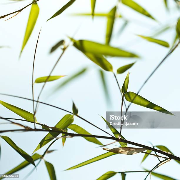 Folhas De Bambu - Fotografias de stock e mais imagens de Bambu - Família da relva - Bambu - Família da relva, Beleza natural, Branco